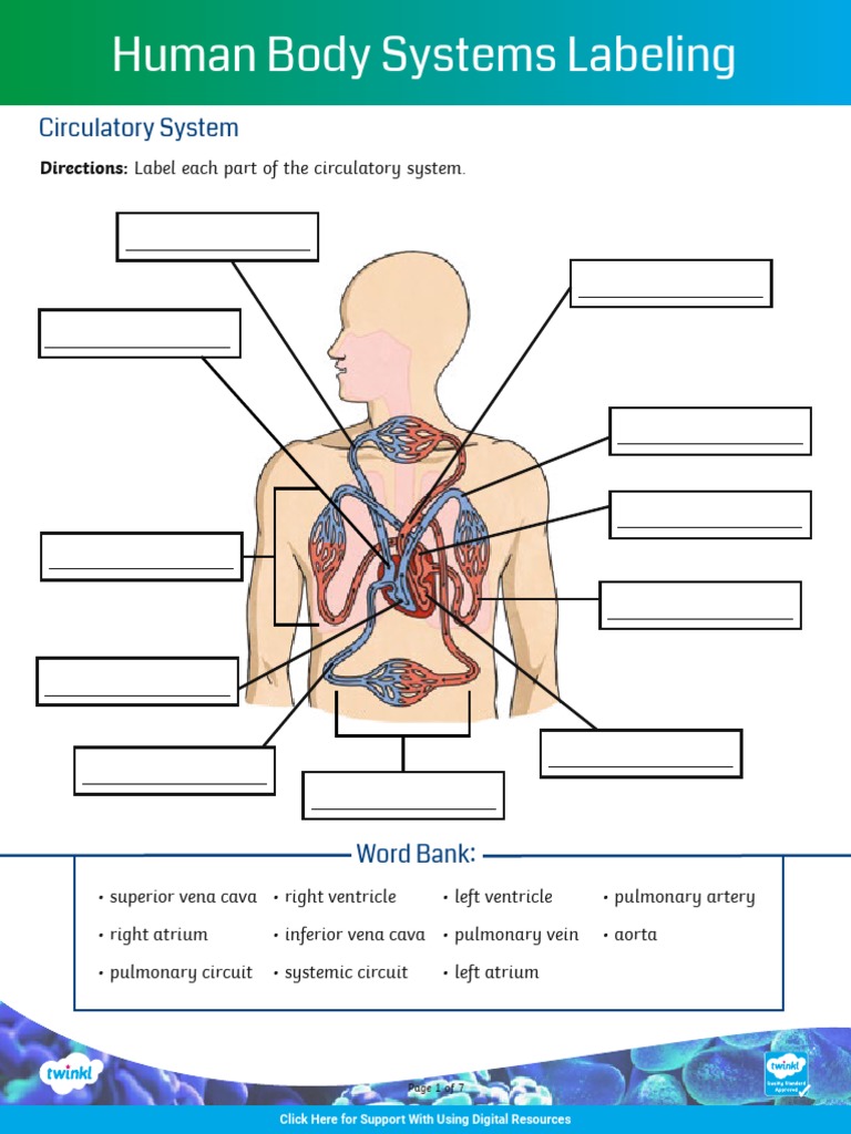 Labeling Human Body Systems | PDF | Human Body | Human Digestive System