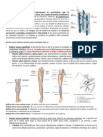 Varices de Miembros Inferiores