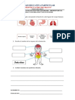 CCNN 5 Taller Los Organos y Sus Funciones