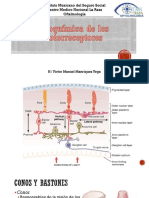 Bioquimica Fotoreceptores