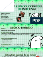 Reino Fungi +