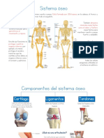 Sistema Óseo