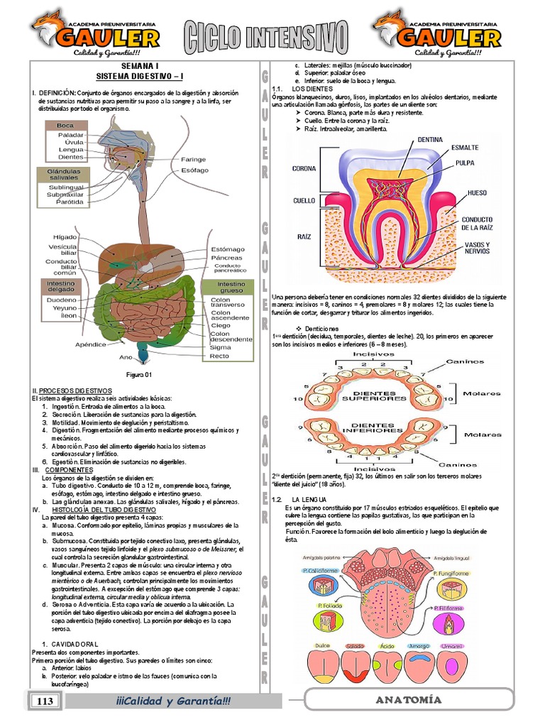 Anatomía Descargar Gratis Pdf Sistema Digestivo Humano Digestión