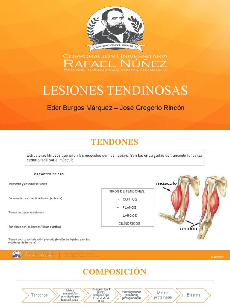 LESIONES TENDINOSAS. | PDF | Tendón | Hombro