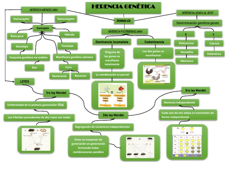 Herencia Genetica | PDF | Dominancia (Genética) | Genética