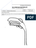 Trabajo Practico Del Sistema Digestivo
