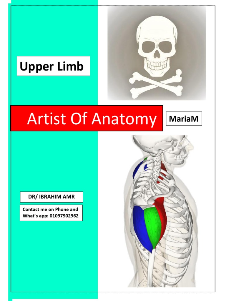 Msk Upper Limb Pdf Arm Shoulder