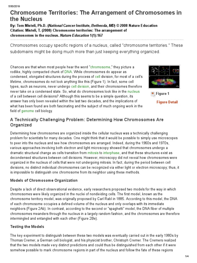 Chromosome Territories _ Learn Science at Scitable | PDF | Fluorescence ...