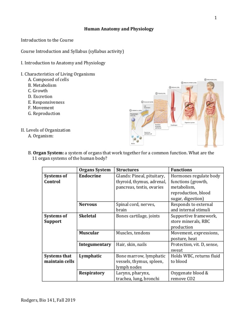 Human Anatomy and Physiology Overview | PDF | Human Body | Medical ...