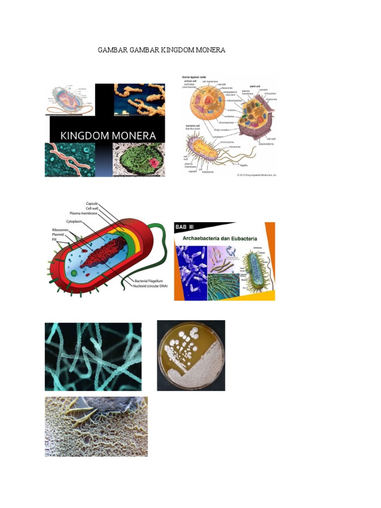 Gambar Gambar Kingdom Monera | PDF