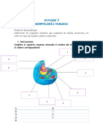 Actividad 1. Morfología Humanadocx
