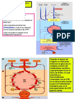 4º Ciclo Krebs Balance Qui Farm 2023