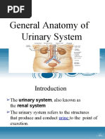 Renal Anatomy