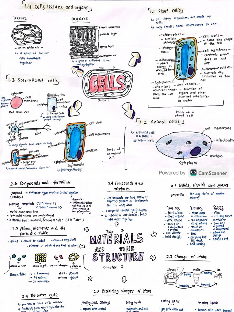 Y7 Science (All CHP) | PDF