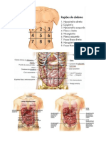Regiões Do Abdome