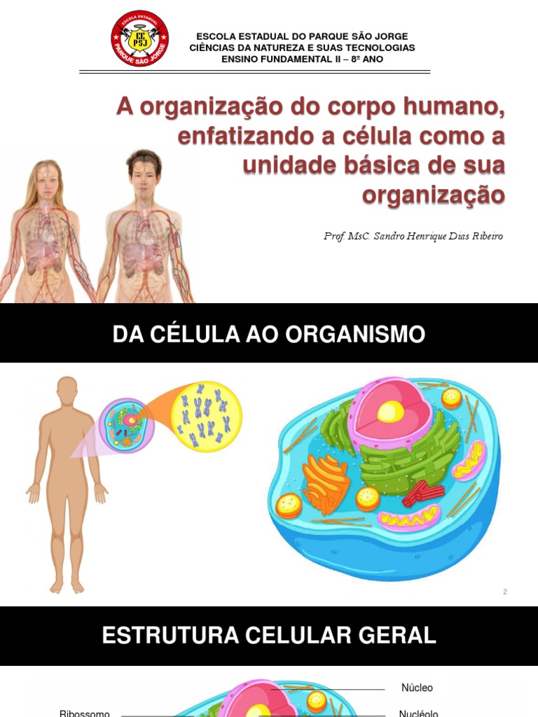 Organização do Corpo Humano e Células | PDF | Tecido conjuntivo ...