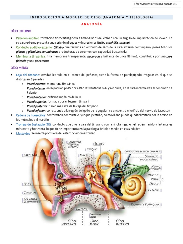 Anatomia Y Fisiologia De Oido Descargar Gratis Pdf Oído Sistema