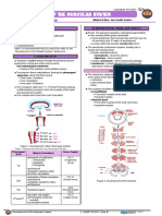 Development of Muscular System Atf