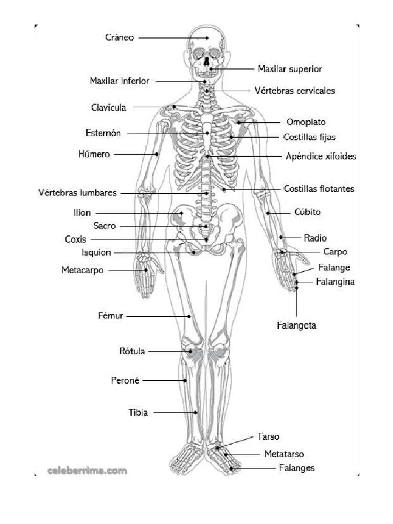 Esqueleto Pdf