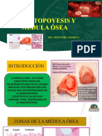 Medula Osea - Hematopoyesis