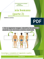 Activ 2 - Anatomía Humana 2