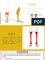 Anatomía Pierna