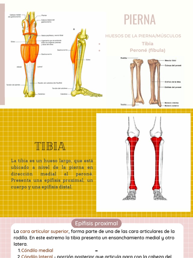 Anatomía Pierna | PDF | Extremidades (anatomía) | Anatomía del miembro