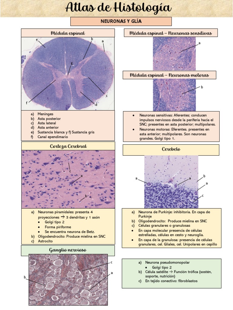 Histología Del Cerebelo Cerebelo Ratón Corte Sagital Nissl (1)