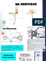 1.sistema Nervioso y Cerebro Humano