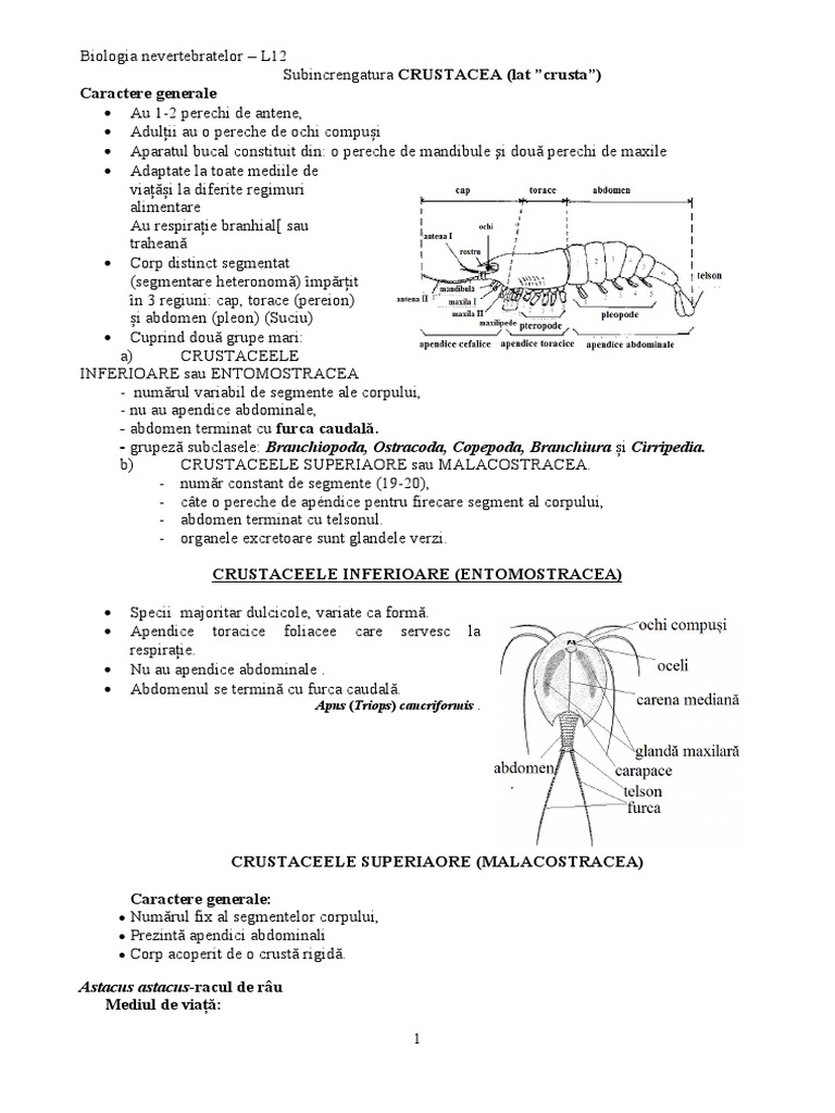 L12 Crustacea 3 | PDF
