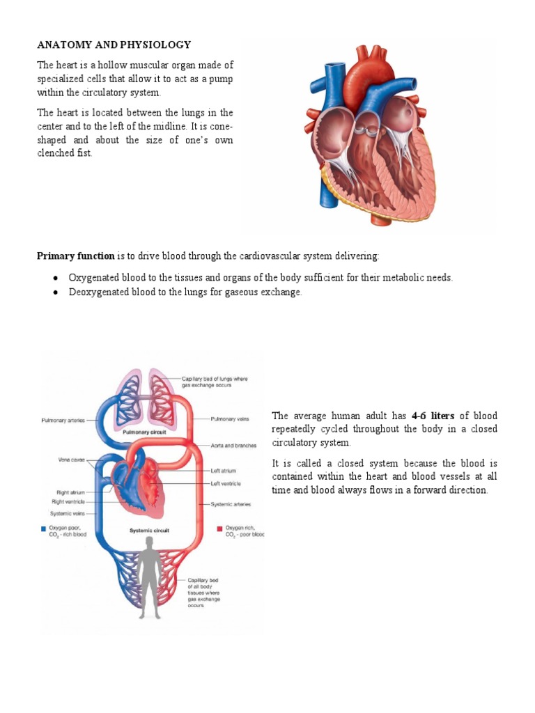 THE COMPLETE GUIDE TO ANATOMY AND PHYSIOLOGY DIAGRAMS FREE PDF intelligence overview