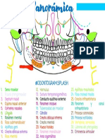 Imagenelogía 1 - Odontogram - Splash