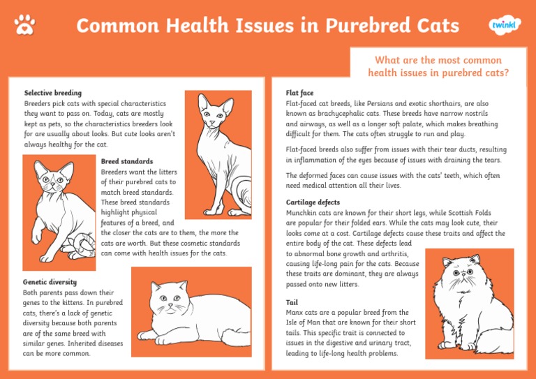 Health Issues in Purebred Cats PDF Cats Dog Breeds