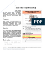 Vientre Frontal (Músculo Occipitofrontal)