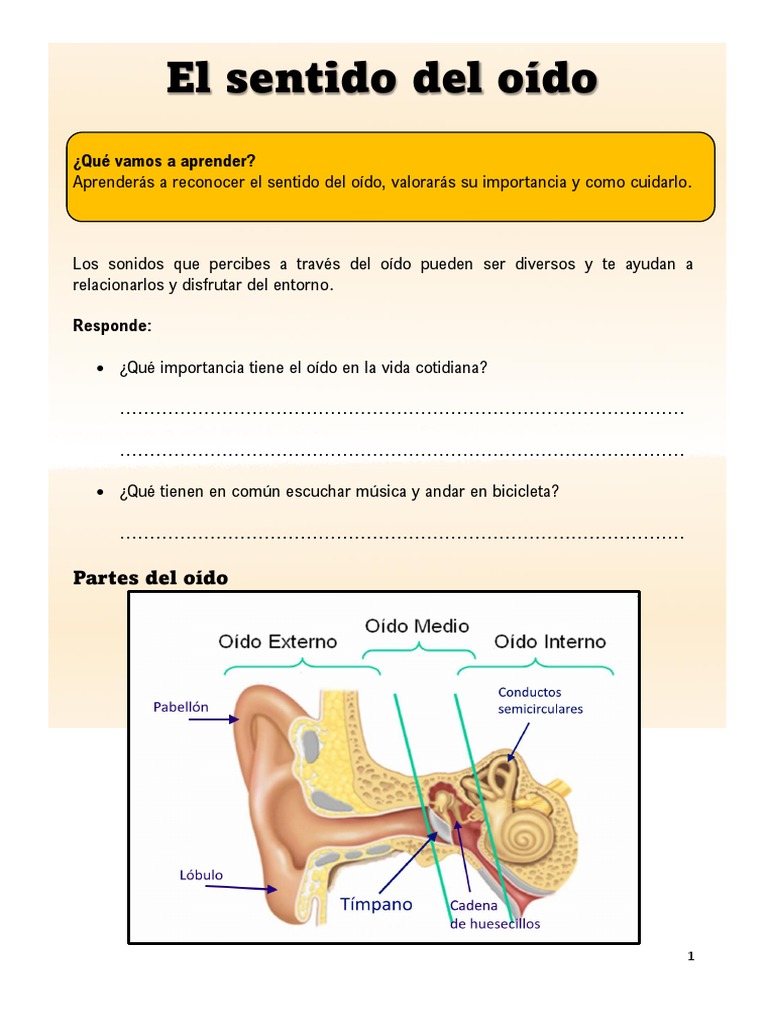 El Sentido Del Oído Pdf