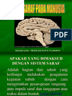 Sistem Saraf Pada Manusia1 2