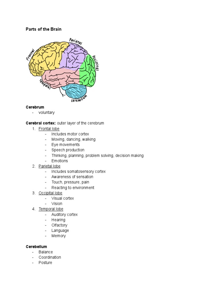 Parts of The Brain | PDF