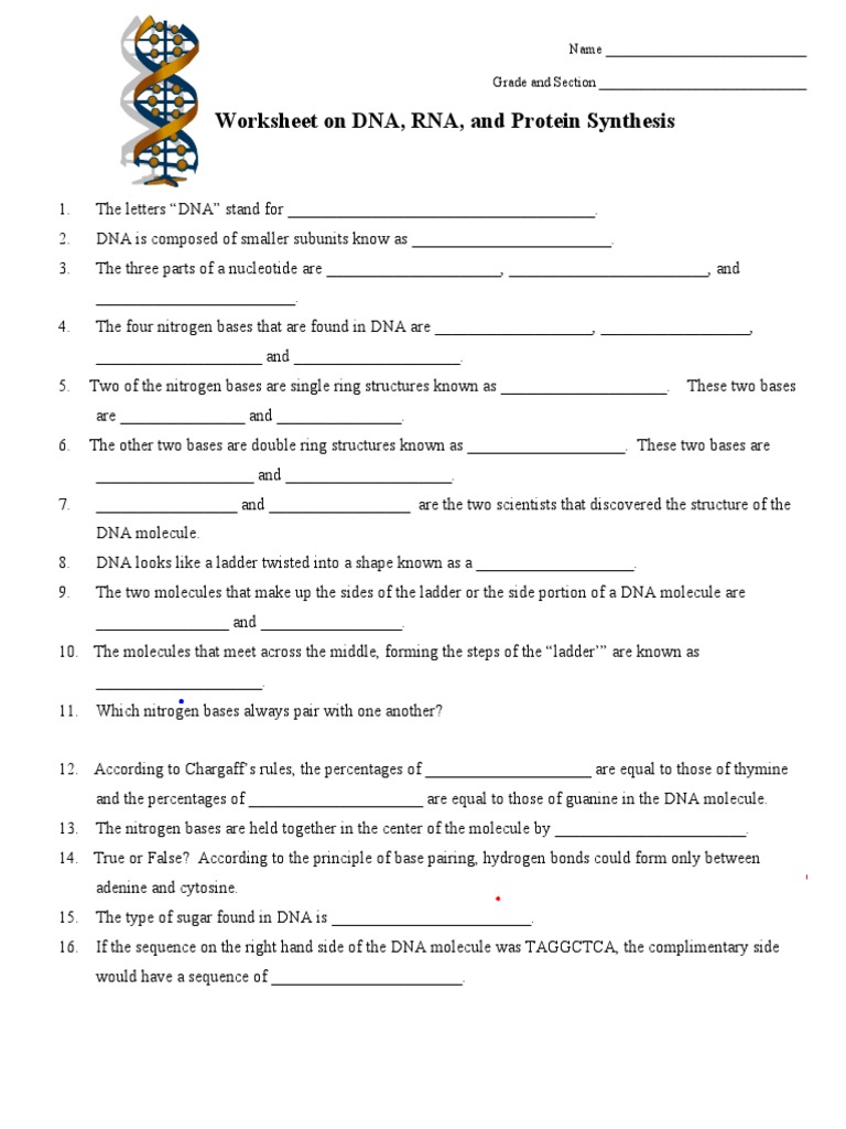 DNA RNA Worksheet PDF