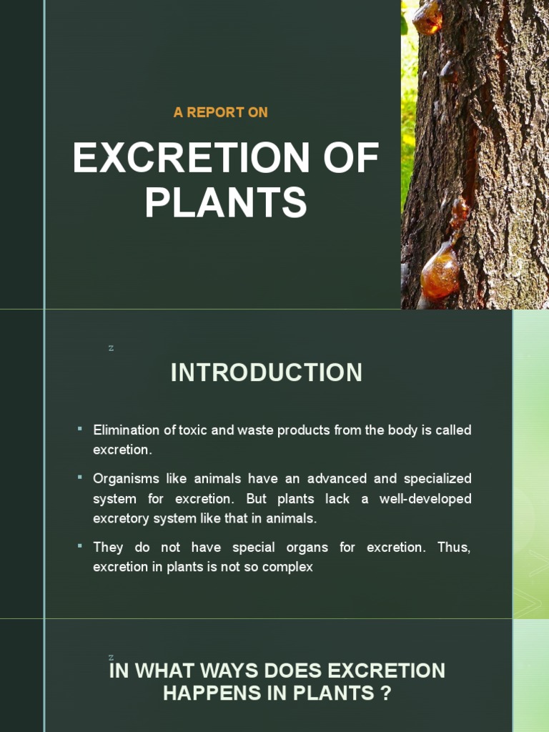 Excretion of Plants PDF Plants Excretion
