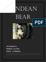 ANDEAN Bear