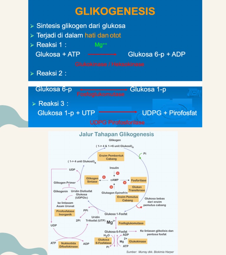 Glikogenesis PDF