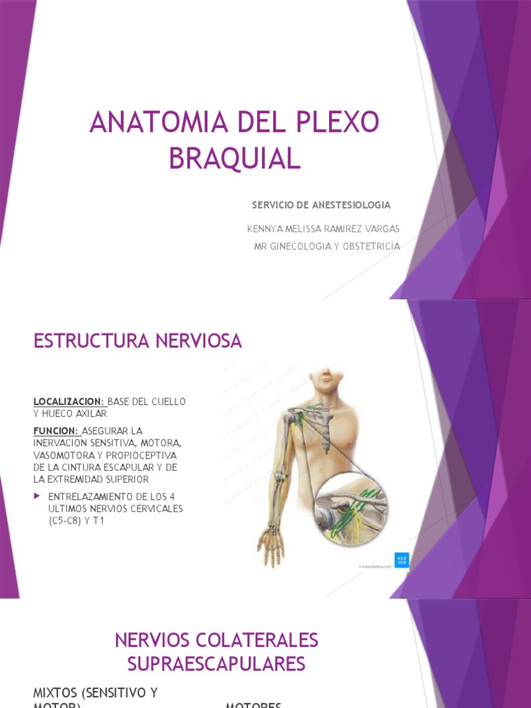 Anatomia Del Plexo Braquial Descargar Gratis Pdf Sistema Nervioso