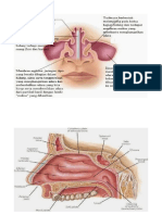 ANATOMI Hidung