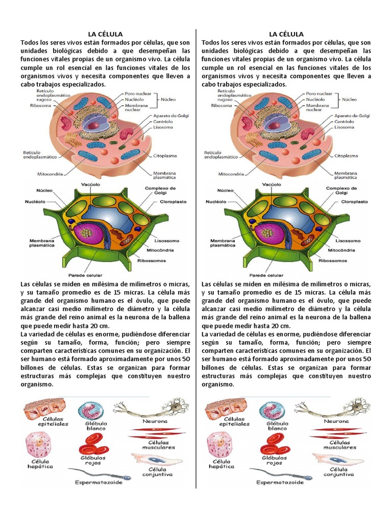 Textos Sobre La Célula | PDF