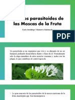 Insectos Parasitoides de Las Moscas de La Fruta
