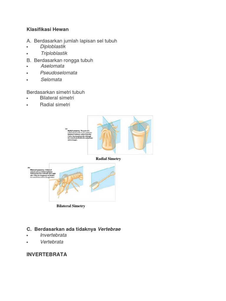 Contoh Hewan Invertebrata Berdasarkan Filum - Contoh Wa