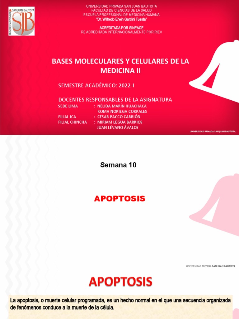 Semana 10 - Teoria | PDF | Bcl 2 | Apoptosis