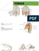 TORAX