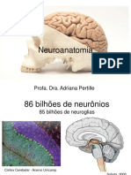 Introducao Sistema Nervoso