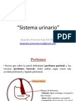 UPV Sistema Urogenital Macho Hembra